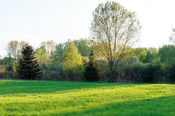 Green field with grass and trees