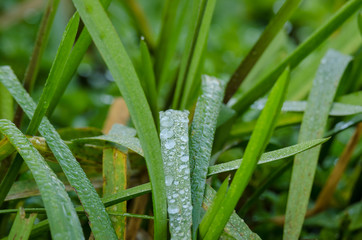 AUTUMN DEW - Crystalline drops on plants