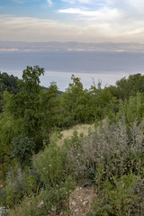 macchia mediterranea