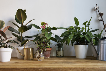 Interior with white wall and green plants in pot on rustic wooden table