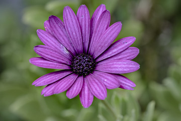 Obraz premium macro fiore viola