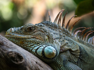 Iguane