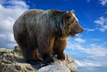 Foto op Plexiglas bear on rock against sky © JackF