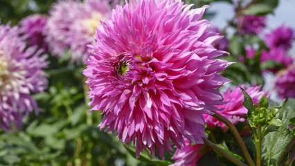 Pink garden dahlia