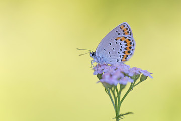 Icaro azzurro (Polyommatus icarus)