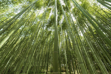 Naklejka premium Bamboo grove, bamboo forest at Arashiyama, Kyoto, Japan