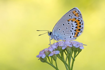 Icaro azzurro (Polyommatus icarus)