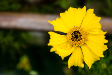 Yellow flower