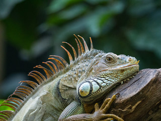 Fototapeta premium Iguane