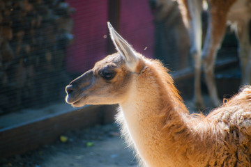 Fototapeta premium Brown and White Llama. Close up photograph of a brown and white llama's head. Lama glama. A nice portrait of a llama.