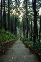 Fototapeta premium Lonely forest path
