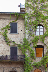 Fototapeta na wymiar Climbing Vines of Ivy on House
