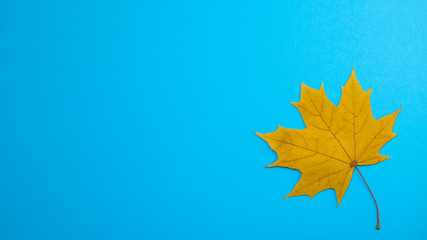 Yellow maple leaf in autumn