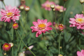 Petites fleurs roses dans l'herbe
