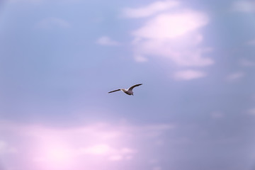 Nature scene of a Seagull against blue sky and red colored clouds