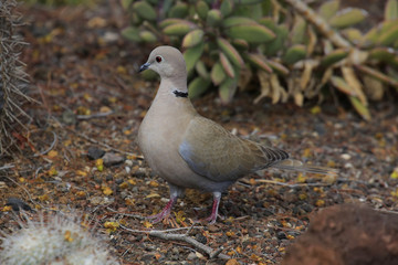 Türkentaube (Streptopelia decaocto)