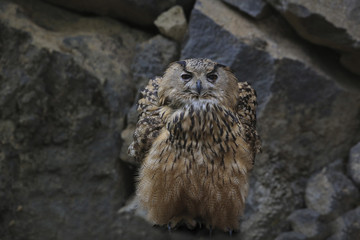 Virginia-Uhu (Bubo virginianus) Jungtier