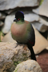 Helmturakos (Tauraco) Tropenvogel