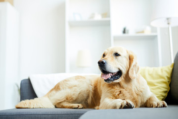 Fluffy labrador lying on sofa in living-room with nobody around