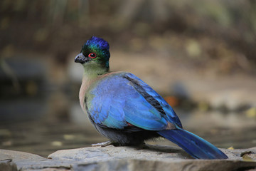 Seidenturako (Tauraco hartlaubi) 