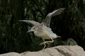 Nachtreiher (Nycticorax nycticorax) Jungtier