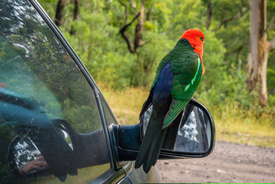 Australian King-Parrot Alisterus scapularis parrot bird standing on the mirror of a car
