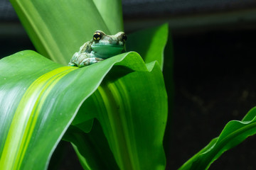 Amazon Milk Frog, Trachycephalus resinifictrix