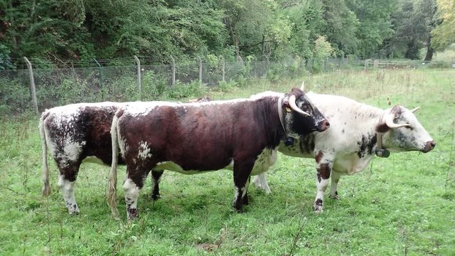 English Longhorn Cow