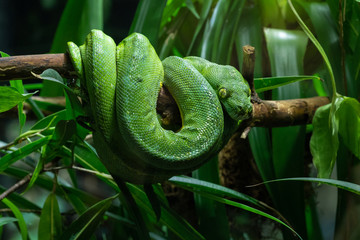 Obraz premium Green Tree Python, Morelia viridis