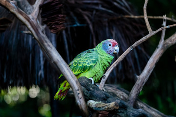 Pink Head Green Parrot