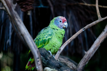 Brzil Green Parrot
