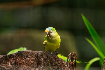 Mini Green Parrot Grasp Food 