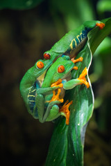 Red-eyed Tree Frog, Agalychnis callidryas