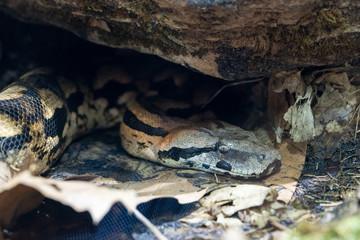 Madagascar Ground Boa, Acrantophis madagascariensis