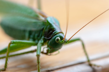 Low angle closeup of a green wart biter
