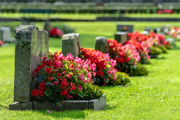 Row of grave stones with red and pink flowers