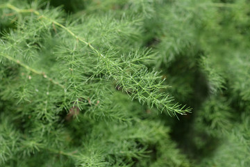Narrow-leaved asparagus