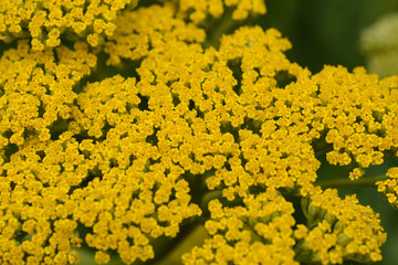 Gold plate yarrow