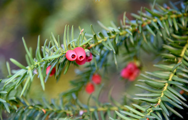 outdoor blooming yew