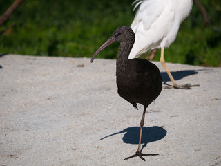 Oiseau