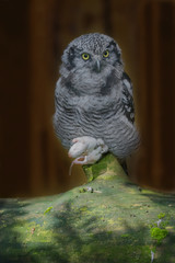 Bird of prey hawk owl with white mouse sitting on tree with brown background
