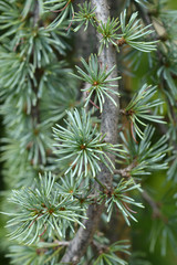 Fototapeta premium Blue Atlas cedar Glauca Pendula
