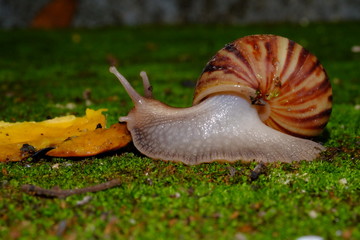 Snail's life in nature crawling on the green grass fine some food