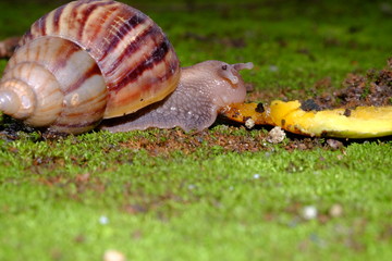 Snail's life in nature crawling on the green grass fine some food