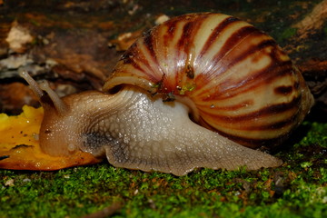 Snail's life in nature crawling on the green grass fine some food