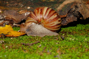 Snail's life in nature crawling on the green grass fine some food