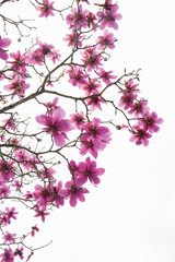 Pattern of branches with no leaves but with a lot of beautiful pink blooming magnolia flowers isolated on white. Image can be used as a card and is vertical with space for text