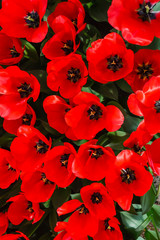 tulips in spring field