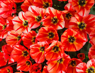 tulips in spring field