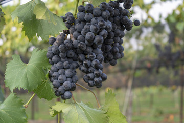 Vineyards in the Summer